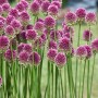 Purpurroter Kugellauch (Allium sphaerocephalon) im 9x9 cm Topf. Schlanke, hohe Stauden mit kugeligen Blüten.