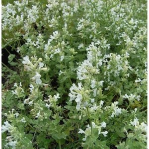 Katzenminze Gletschereis - Nepeta faassenii