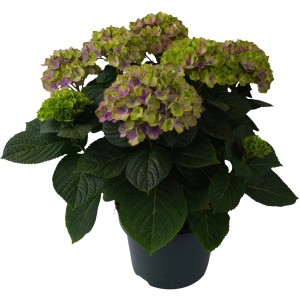 Gartenhortensie Aqua Blue im Topf, blau-grüne Blüten, ca. 30-40 cm hoch.