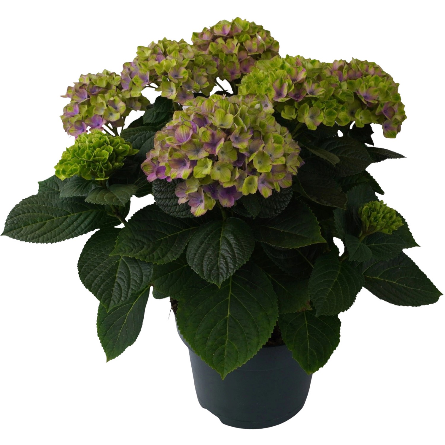 Gartenhortensie Aqua Blue Blau Höhe ca. 30 - 40 cm Topf ca. 5 l günstig online kaufen