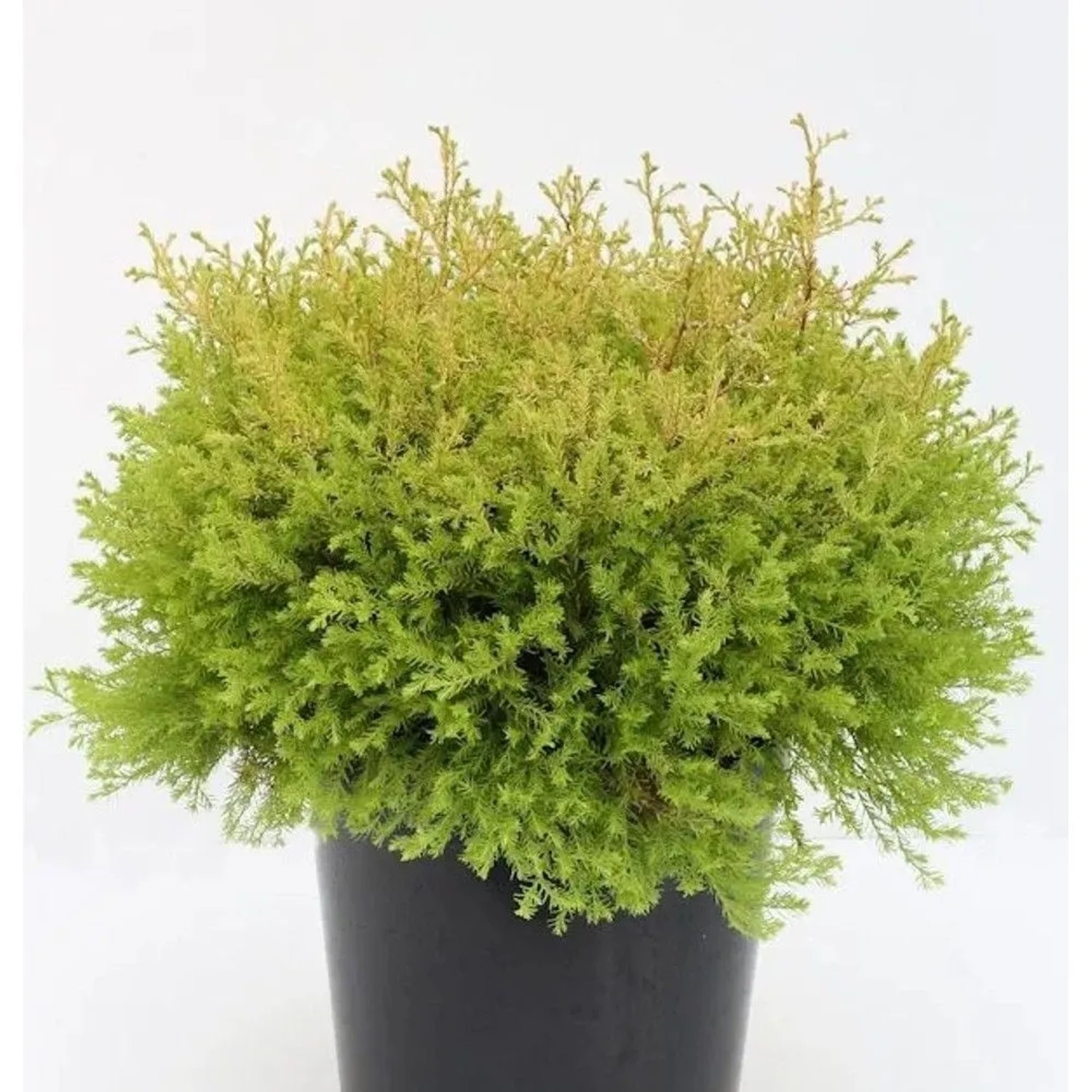Lebensbaum Rheingold 20-25cm - Thuja occidentalis