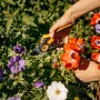 Fiskars Gartenschere Plus SmartFit P541 im Einsatz beim Blumenschnitt.