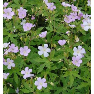 Blühender Storchenschnabel 'Chatto' (Geranium maculatum) mit zarten, hellrosa Blüten und grünen Blättern.