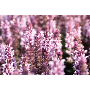 Nahaufnahme von blühendem, pinkem Steppen-Salbei (Salvia nemorosa) im Beet.