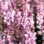 Nahaufnahme von blühendem, pinkem Steppen-Salbei (Salvia nemorosa) im Beet.