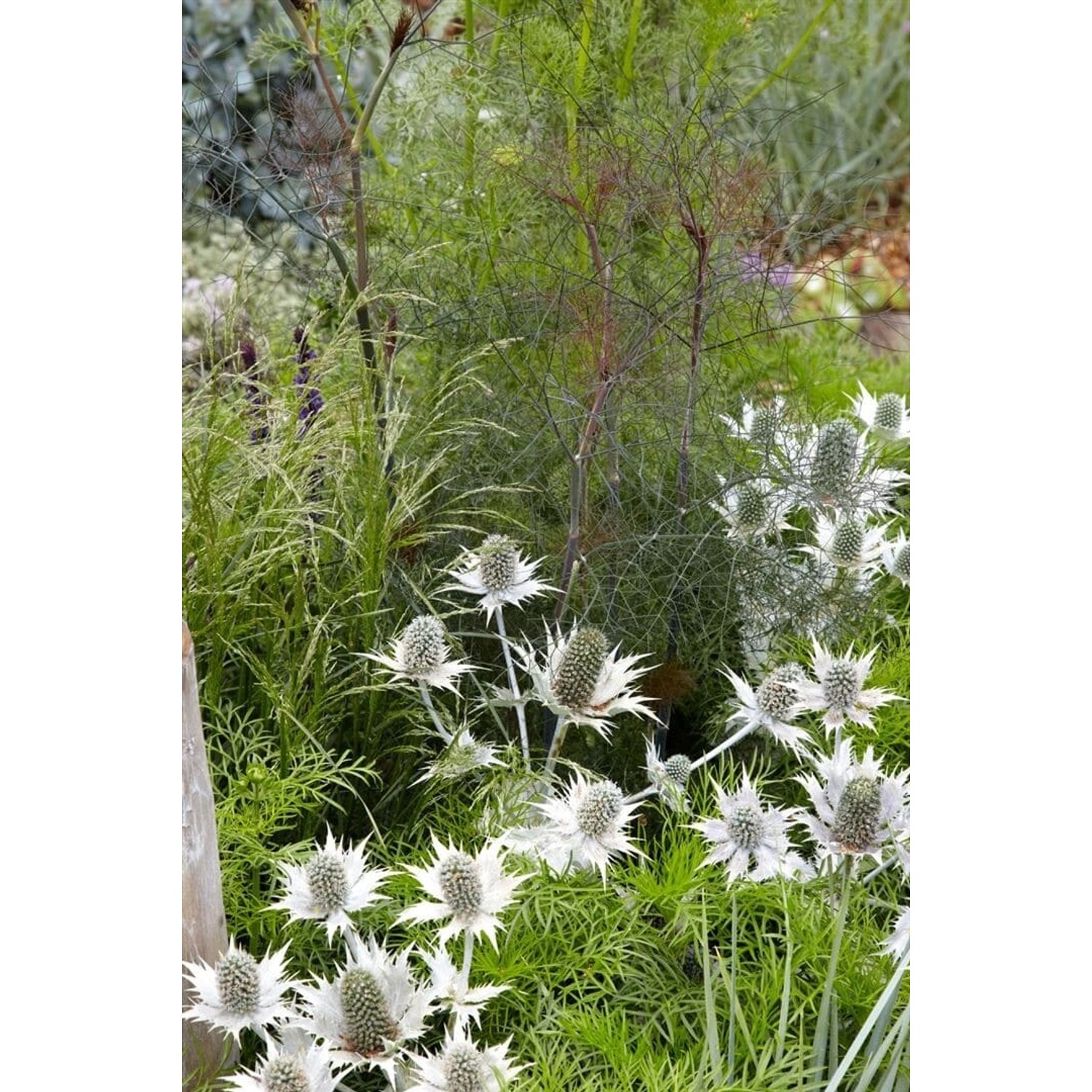 Eryngium Giganteum Elfenbeindistel im Garten, silbrig-blaue Blütenstände und grüne Blätter.
