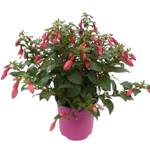Fuchsie (Fuchsia Hybriden) im pinken Topf, ca. 45 cm hoch, ideal für schattige Standorte.