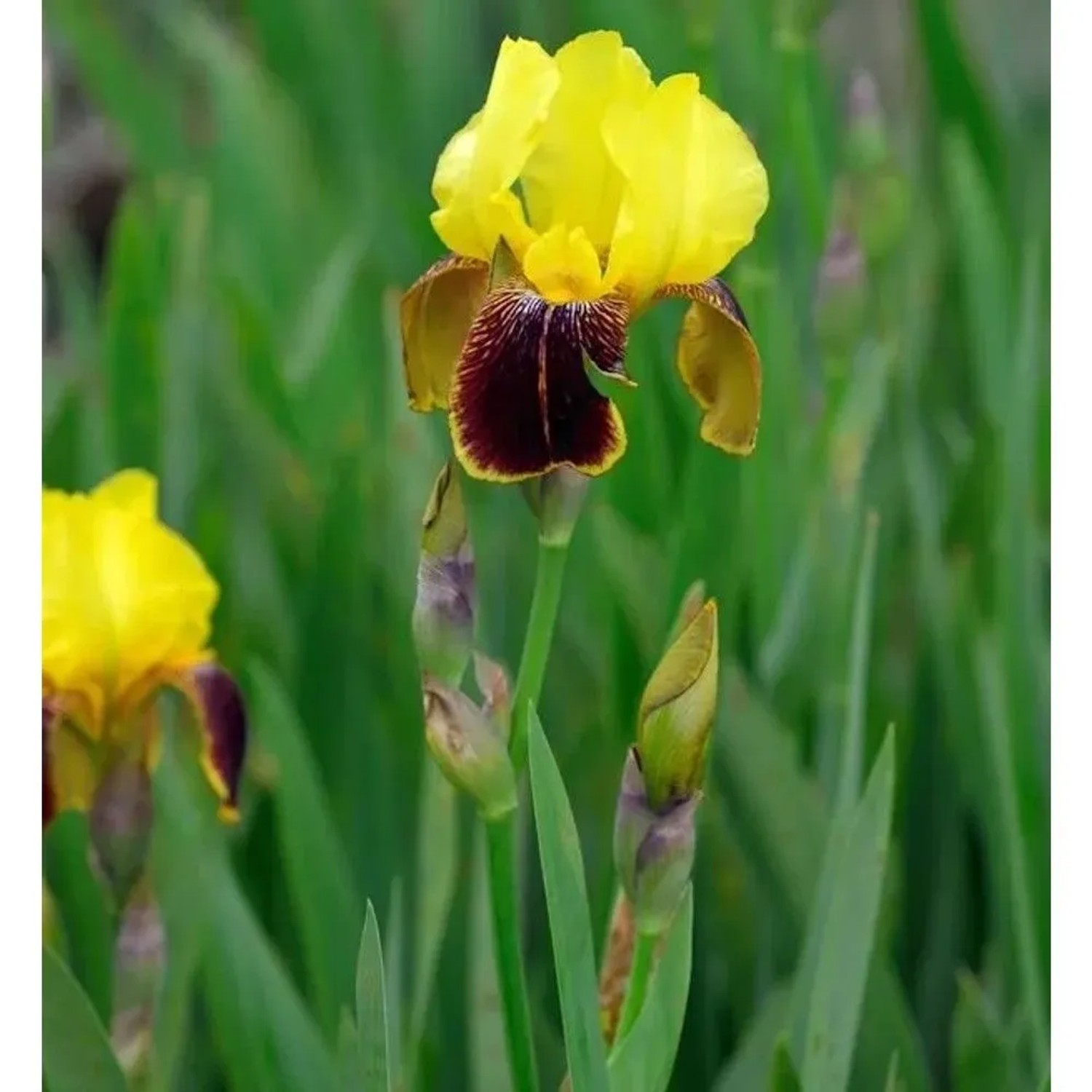Schwertlilie Rajah Brooke - Iris barbata