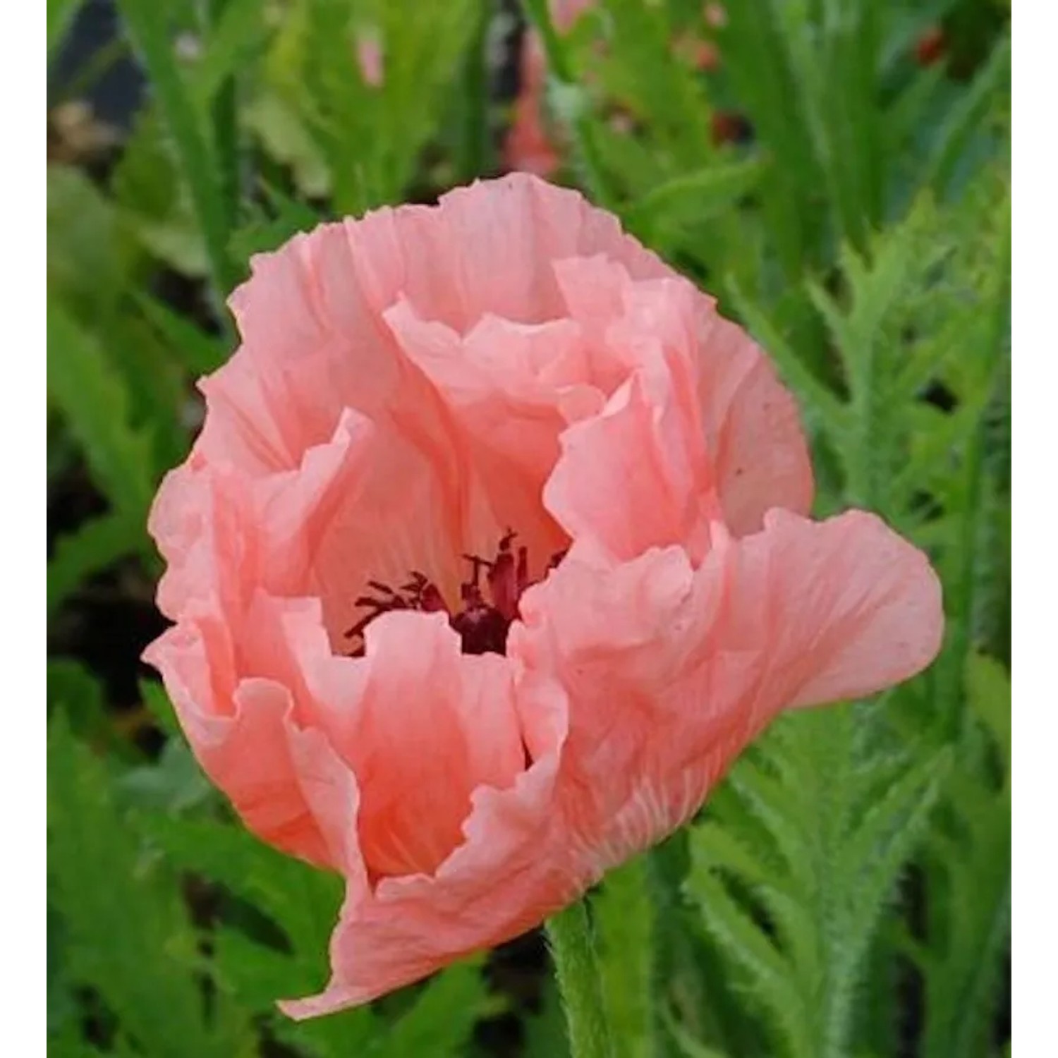 Türkischer Mohn Halima - Papaver orientale