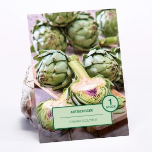 Artischocke (Cynara scolymus), 1 Stück, ideal zum Anpflanzen im Garten.