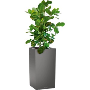 Lechuza Canto Premium Pflanzsäule, Athrazit Metallic, 40x40cm, mit Pflanzeinsatz und Bewässerungssystem.