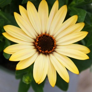 Gelbes Kapkörbchen (Osteospermum) im 11cm Topf, Detailaufnahme der Blüte.