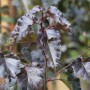 Nahaufnahme der rotblättrigen Hängebirke Royal Frost (Betula pendula) mit purpurfarbenen Blättern.