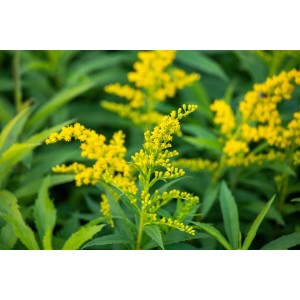Goldgelbe Goldrute 'Goldkind' (Solidago) im 9x9 cm Topf. Blühende Staude für sonnige Standorte.