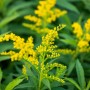 Goldgelbe Goldrute 'Goldkind' (Solidago) im 9x9 cm Topf. Blühende Staude für sonnige Standorte.