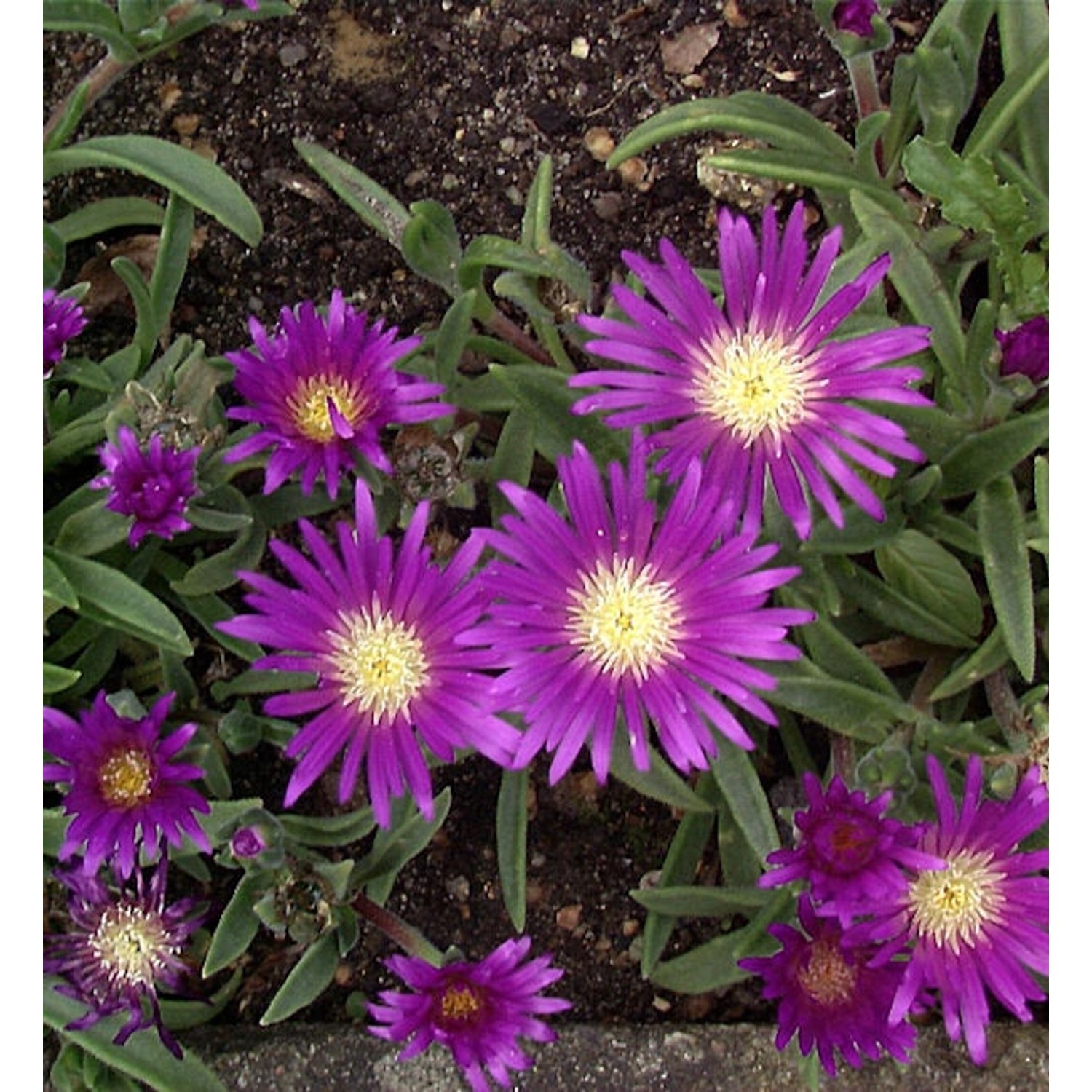 Violettes Mittagsblümchen - Delosperma sutherlandii günstig online kaufen