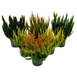 Exotenherz Calluna Green Nature Set: 6 grüne Besenheide Heidekraut Pflanzen im 11cm Topf.