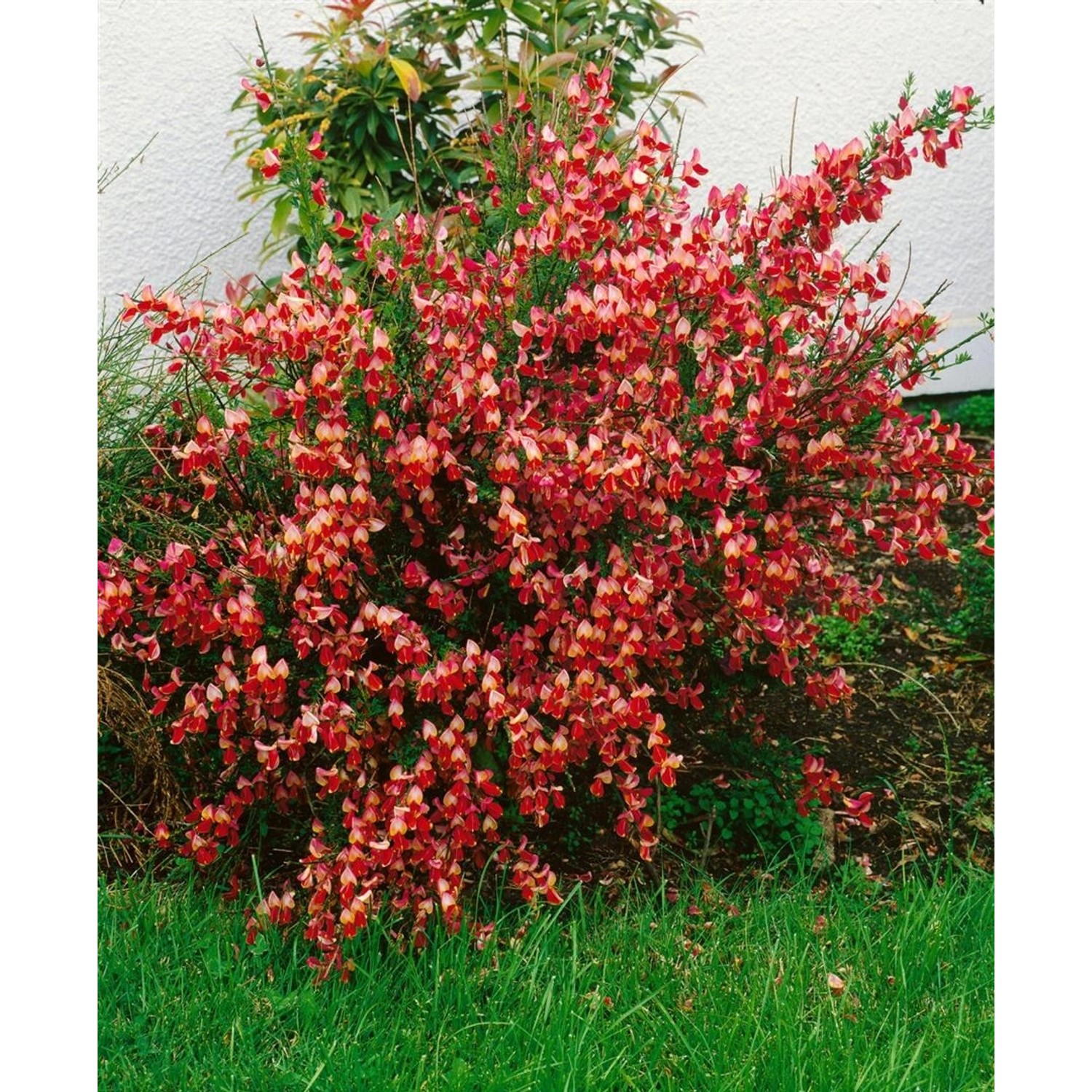 Cytisus Scoparius Besenginster La Coquette 30-40 cm günstig online kaufen