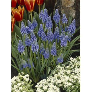 Blaue Traubenhyazinthen (Muscari) im Topf, umgeben von grünen Blättern und weißen Blüten. Frühjahrsbepflanzung.