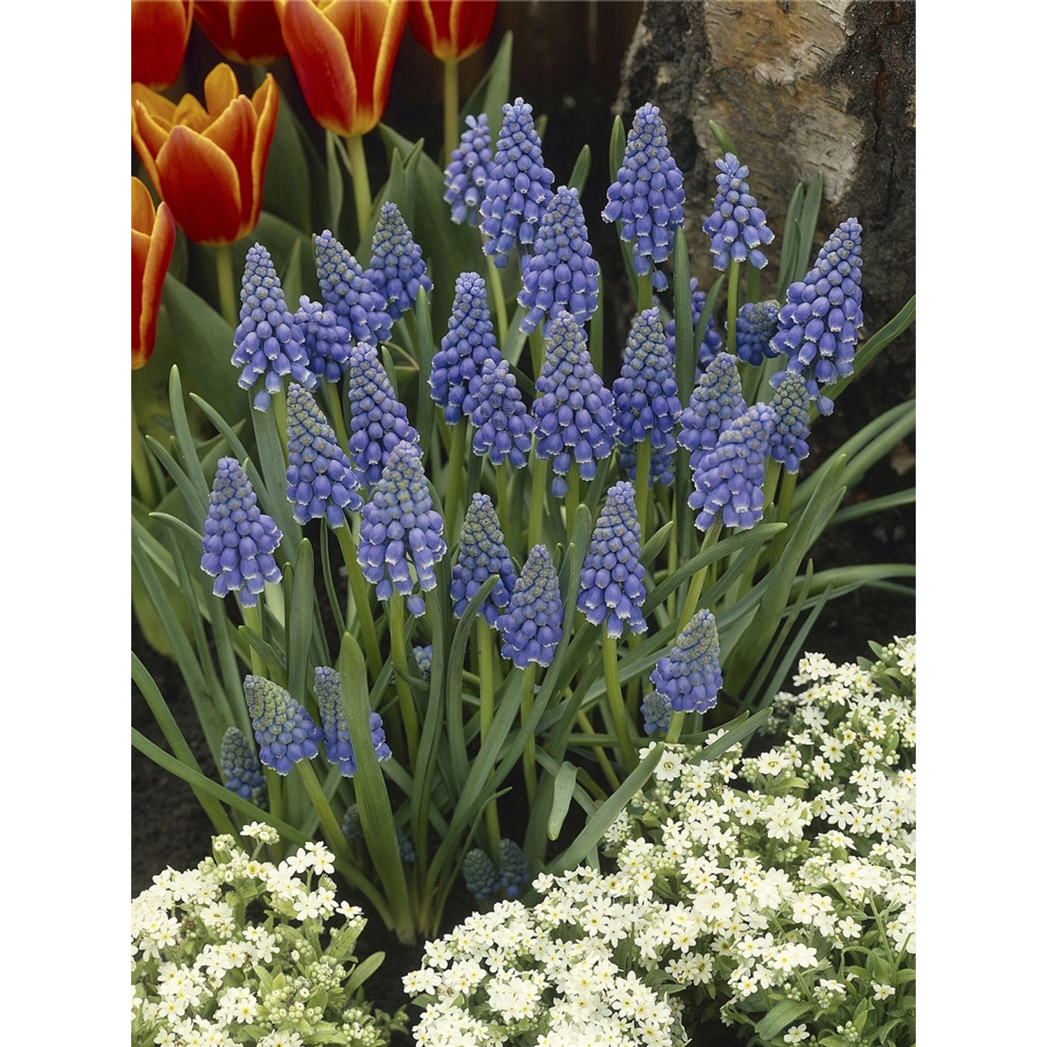 Traubenhyazinthe verschiedene Farben Topf-Ø ca. 9 cm Muscari günstig online kaufen