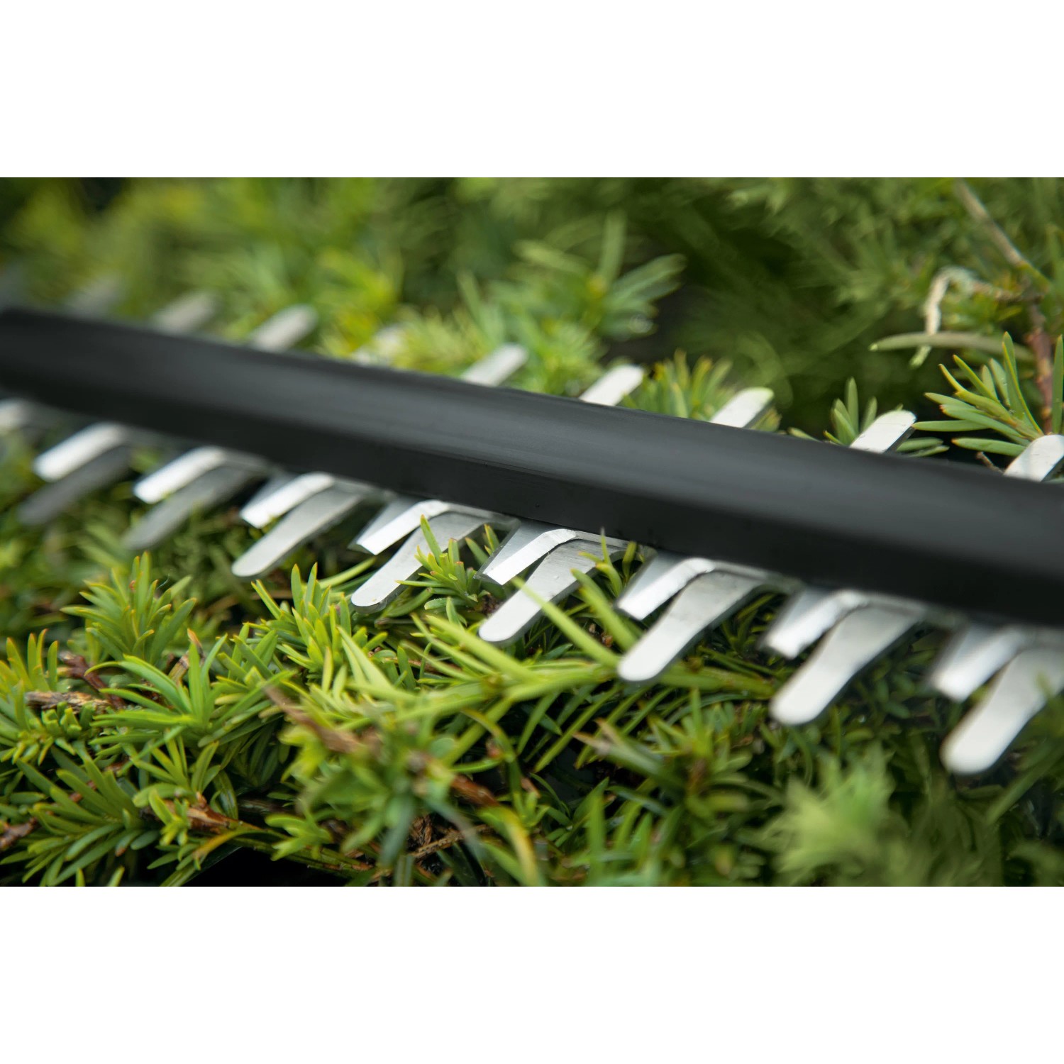 Detailaufnahme der Messer einer Bosch Akku-Heckenschere Universal Hedge Cut 18-55.