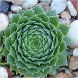 Nahaufnahme einer grünen Dachwurz (Sempervivum cultorum) Staude, umgeben von Steinen.