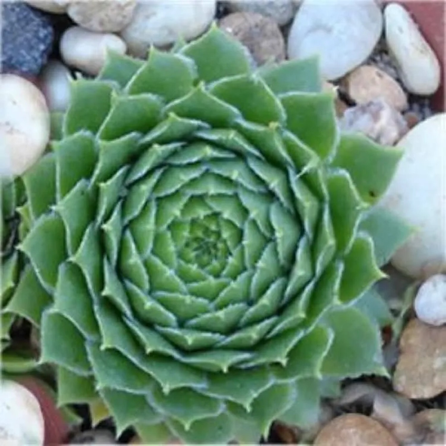 Dachwurz Mr. Giuseppe - Sempervivum cultorum