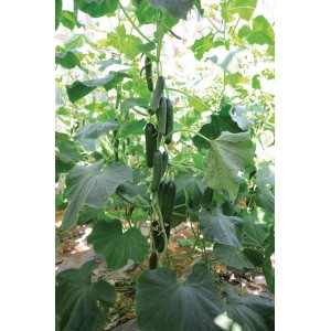 Snackgurke 'Grow by OBI' Pflanze mit reifen, dunkelgrünen Gurken und großen Blättern.