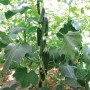 Snackgurke 'Grow by OBI' Pflanze mit reifen, dunkelgrünen Gurken und großen Blättern.