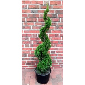 Immergrüne Thuja Smaragd Spirale im Topf, ca. 120-130cm hoch, als dekorativer Hausbaum.