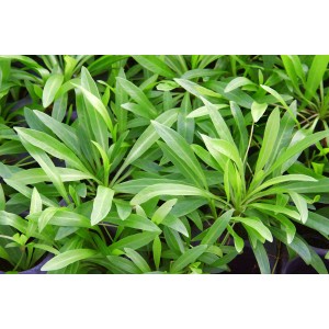 Dennerle Helanthium Bolivianum Aquariumpflanze mit grünen, lanzettlichen Blättern.