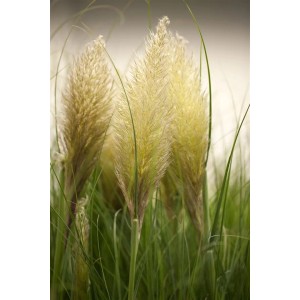 Detailaufnahme von Cortaderia Selloana Evita Pampasgras mit silberweißen Blütenständen im grünen Gras.