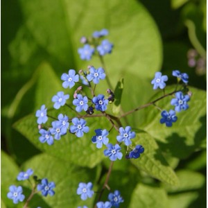 Nahaufnahme: Kaukasus Vergissmeinnicht (Brunnera macrophylla) mit zarten, blauen Blüten.