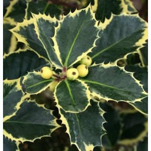 Gelbbunte Stechpalme Aurea (Ilex aquifolium) mit gelb geränderten Blättern und Beeren.