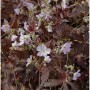 Storchenschnabel 'Espresso': Staude mit helllila Blüten und dunklem Laub.