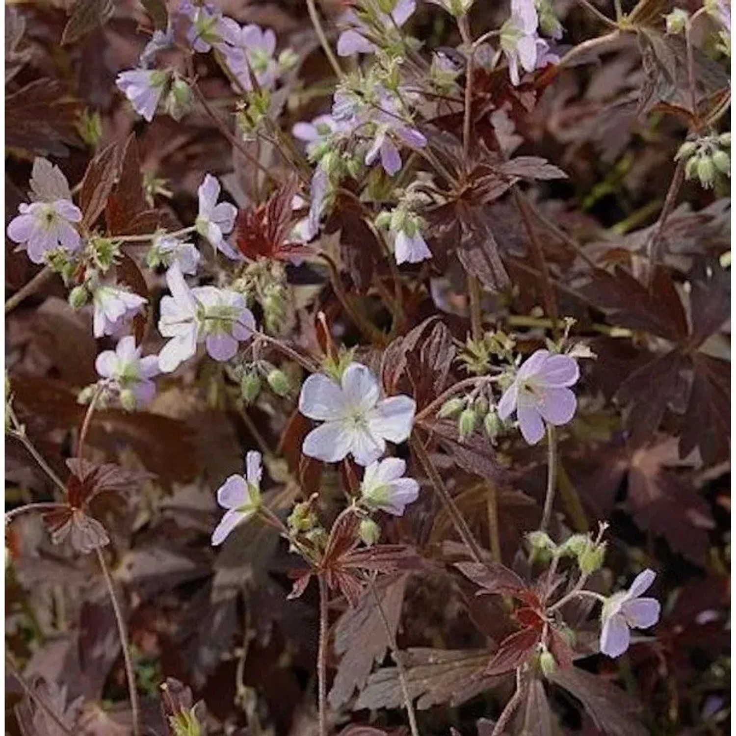 Storchenschnabel Espresso - Geranium maculatum