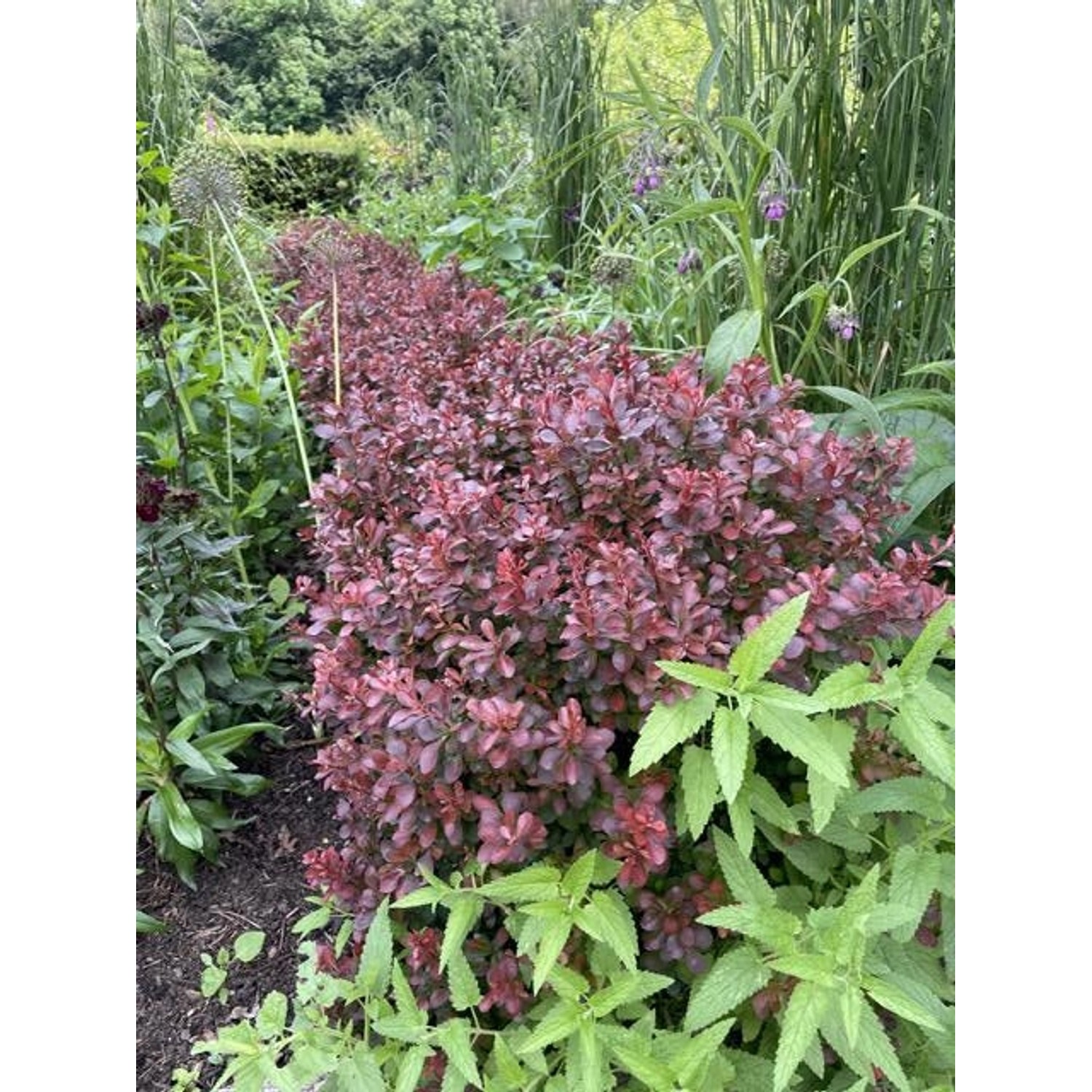 Baumfink Rote Heckenberberitze (40-60cm) als Topfpflanze im Garten.