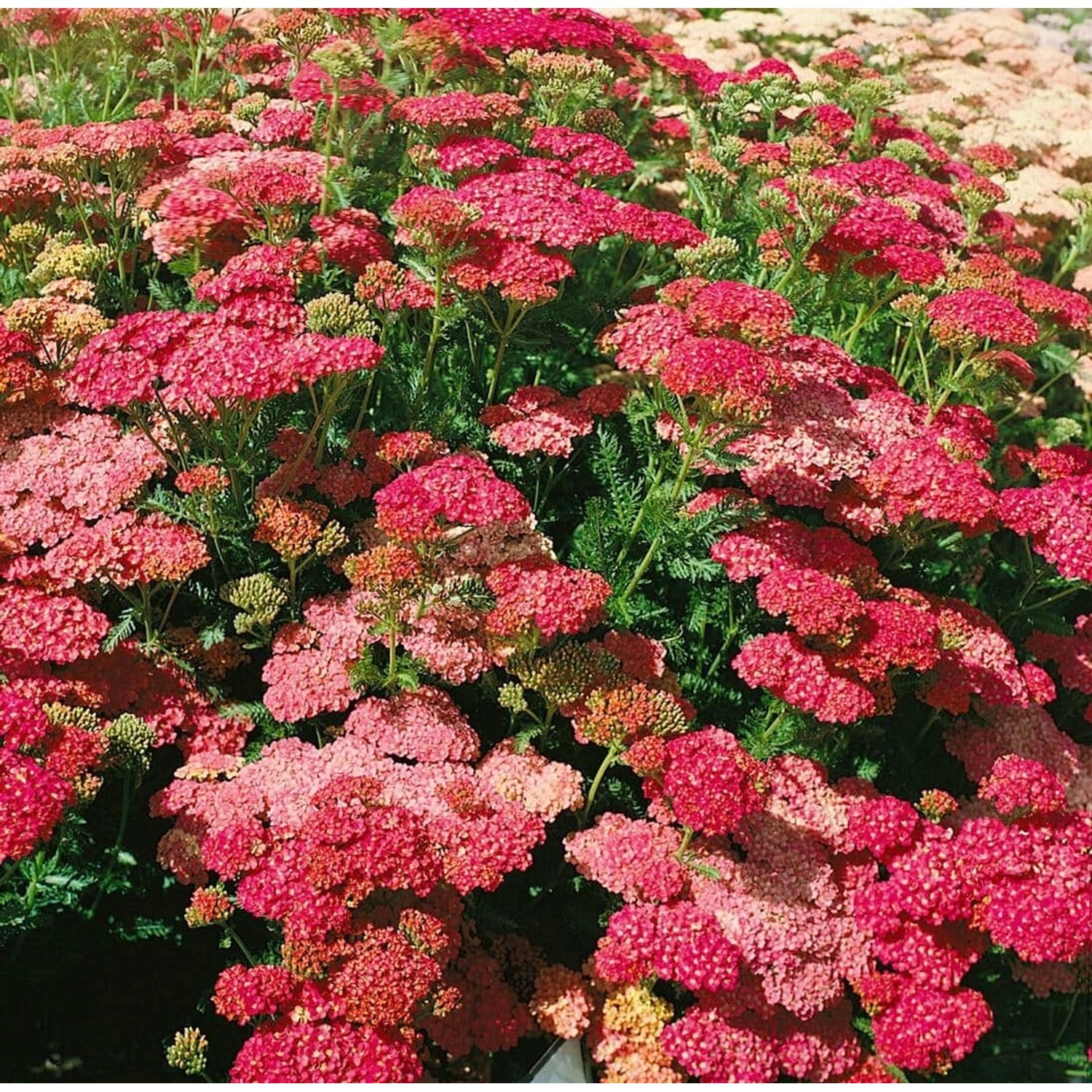 Achillea Millefolium Wesersandstein Schafgarbe Ca. 9x9 cm Topf günstig online kaufen