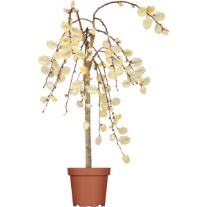 Weiden-Stämmchen Mix (Salix) im Topf, ca. 30-40 cm hoch, mit gelben Blüten.