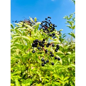 Schwarzer Holunder (Sambucus nigra) Topfpflanze mit reifen, dunklen Beeren und grünen Blättern.