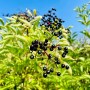 Schwarzer Holunder (Sambucus nigra) Topfpflanze mit reifen, dunklen Beeren und grünen Blättern.