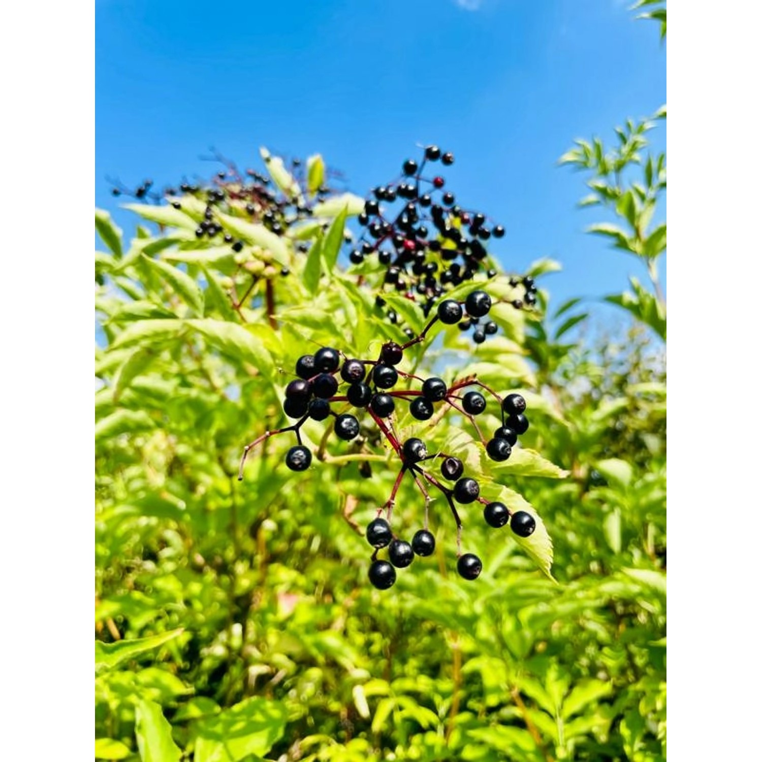 Schwarzer Holunder (Sambucus nigra) Topfpflanze mit reifen, dunklen Beeren und grünen Blättern.
