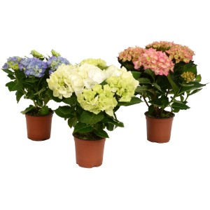 Zimmerhortensien in verschiedenen Farben (Blau, Weiß, Rosa) im braunen Topf.