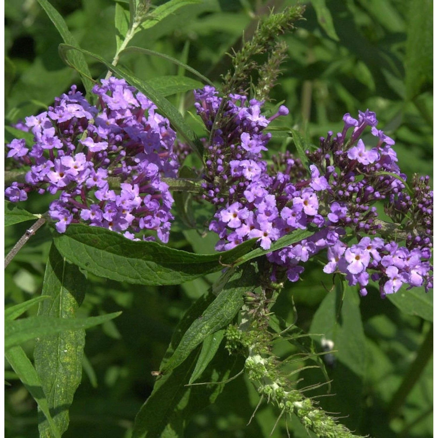 Schmetterlingsstrauch Purple Emperor 40-60cm - Buddleja günstig online kaufen