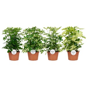 Strahlenaralie (Schefflera) in verschiedenen Sorten im Topf, ca. 50cm hoch.