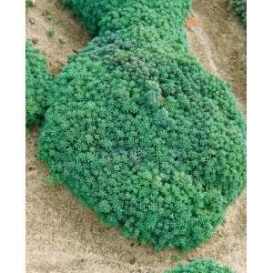 Detailaufnahme des Spanischen Mauerpfeffers (Sedum Hispanicum) im 9x9 cm Topf, ein grüner Bodendecker.