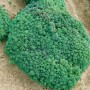 Detailaufnahme des Spanischen Mauerpfeffers (Sedum Hispanicum) im 9x9 cm Topf, ein grüner Bodendecker.