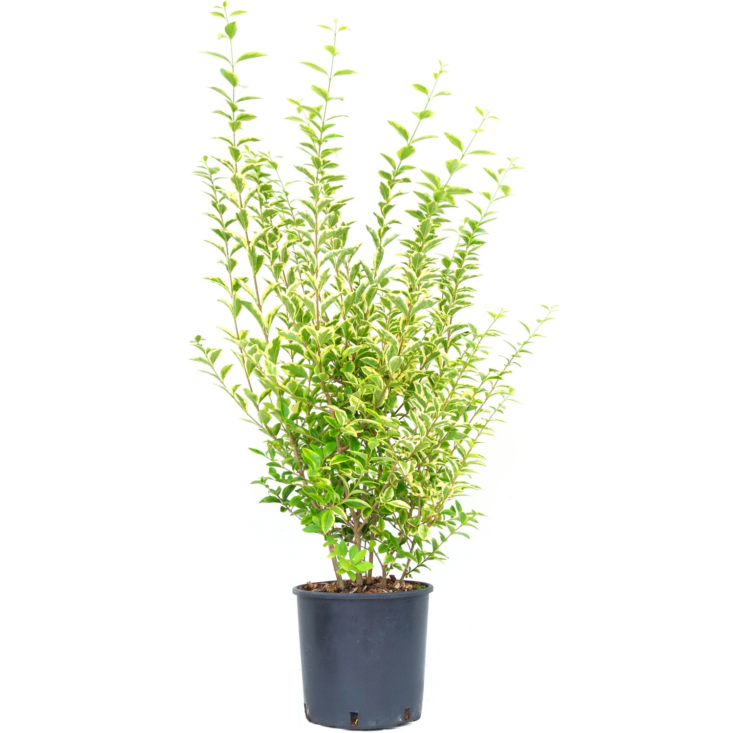 GROW by OBI Liguster Aureum Höhe ca. 80 -100 cm Topf ca. 10 l günstig online kaufen