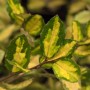 Nahaufnahme der gelb-grünen Blätter der Elaeagnus Pungens Maculata Silberbeere.