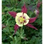 Nahaufnahme einer Akelei Koralle Staude mit rot-gelber Blüte und grünen Blättern. Aquilegia caerulea Gartenpflanze.